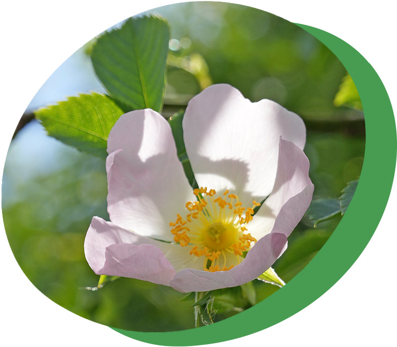 Blüte